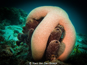 embrace by Marc Van Den Broeck 